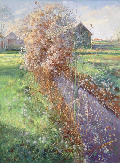 Bearded Bush by Timothy Easton